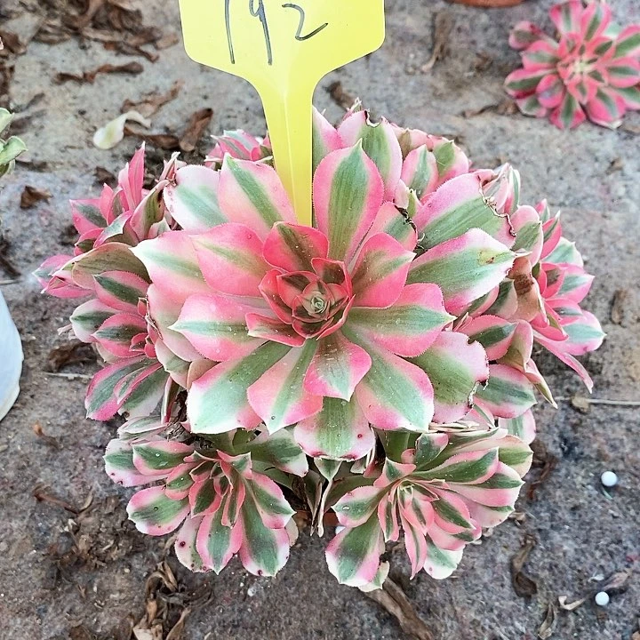 192 一颗分女巫法师