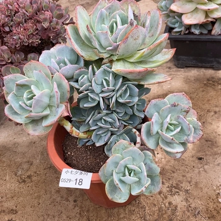 兰*子小七夕多肉血凤18