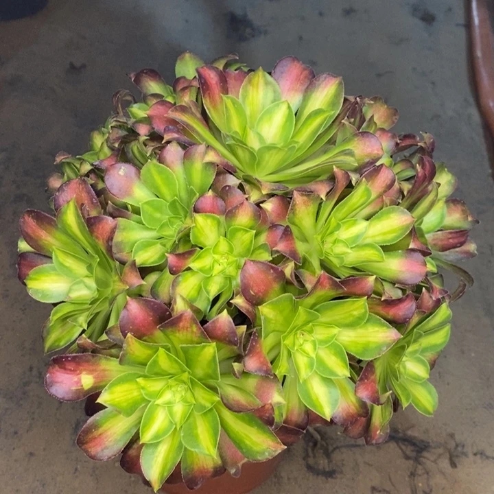 韶华多肉植物45。