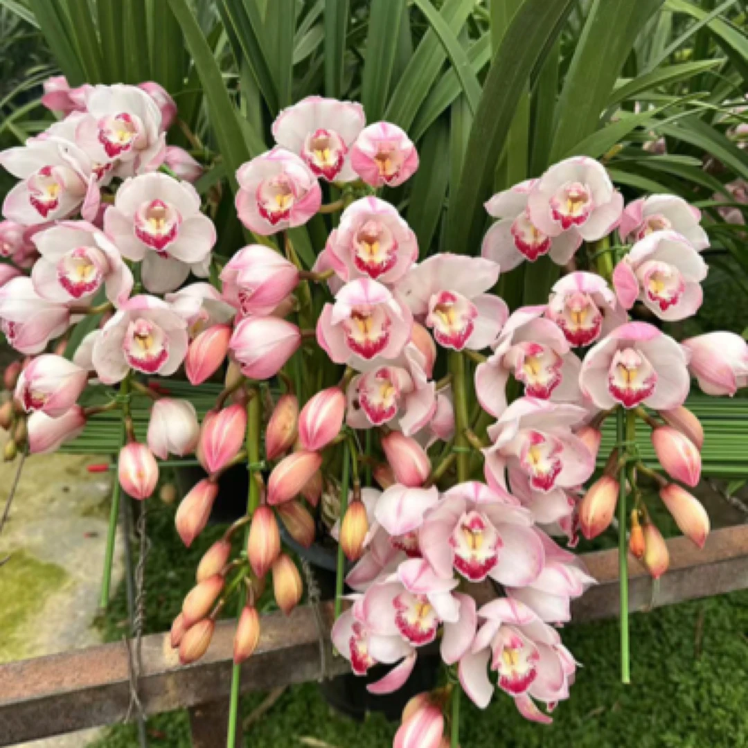 高端粉色拱兰 爱恋5支 大花惠兰 年宵花 室内花卉