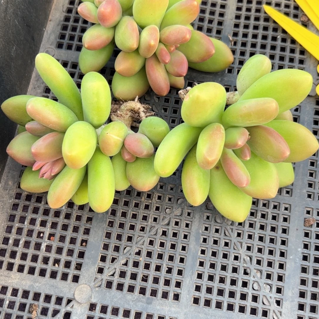 恋****园多肉植物多肉植物