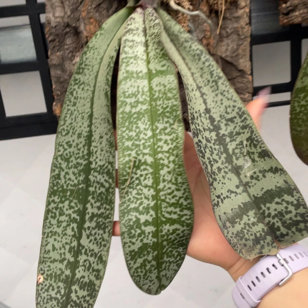 当前无花栽培后可以开花山採史，板植