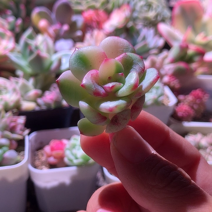 三文鱼拉丝锦有根