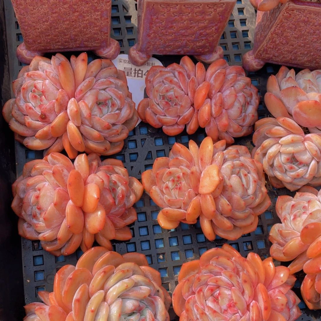 量拍4号石榴籽梦露双头母本老桩一个