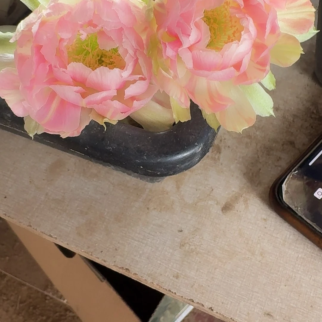 玉牡丹侧芽2.5公分丽花仙人球