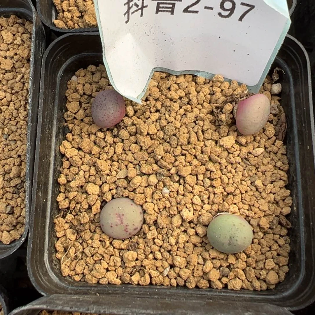 2-97肉锥多肉植物