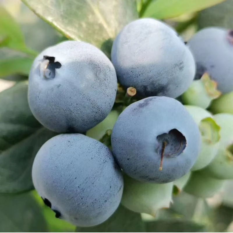 果王规格18-20mm 花香蓝莓 新鲜蓝莓 带盒100g/盒