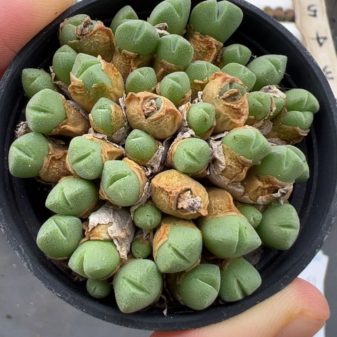 好看的多肉脱土发货815