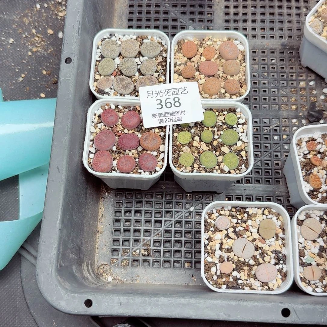 好看我好期待这几368哈哈