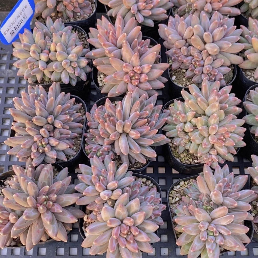 量拍56号 精品伊卡鲁斯多头群一个