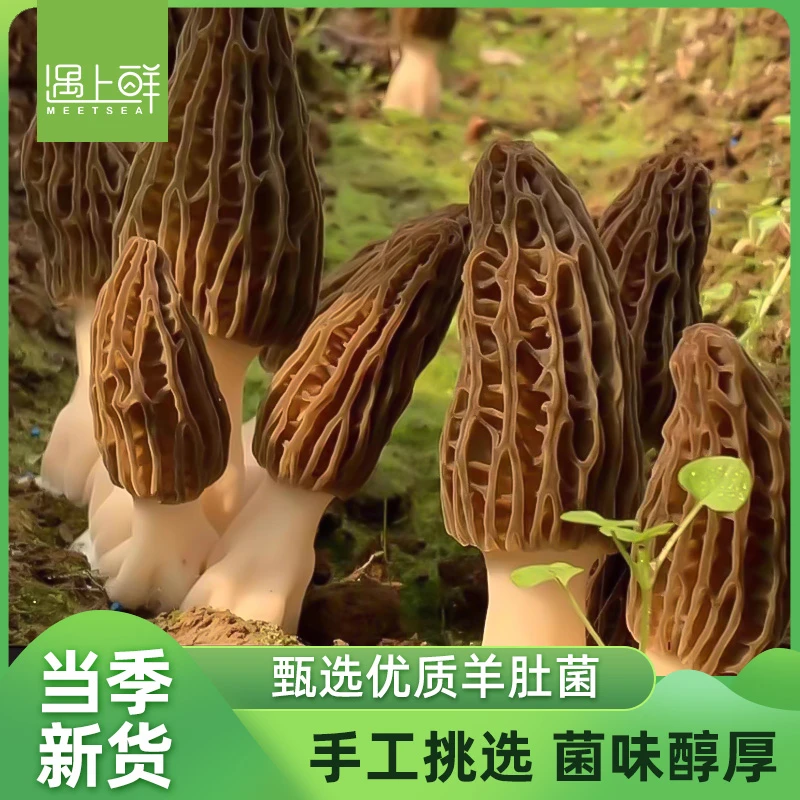 2025年新鲜羊肚菌 精品头茬 煲汤食材 现采现发 产地直发