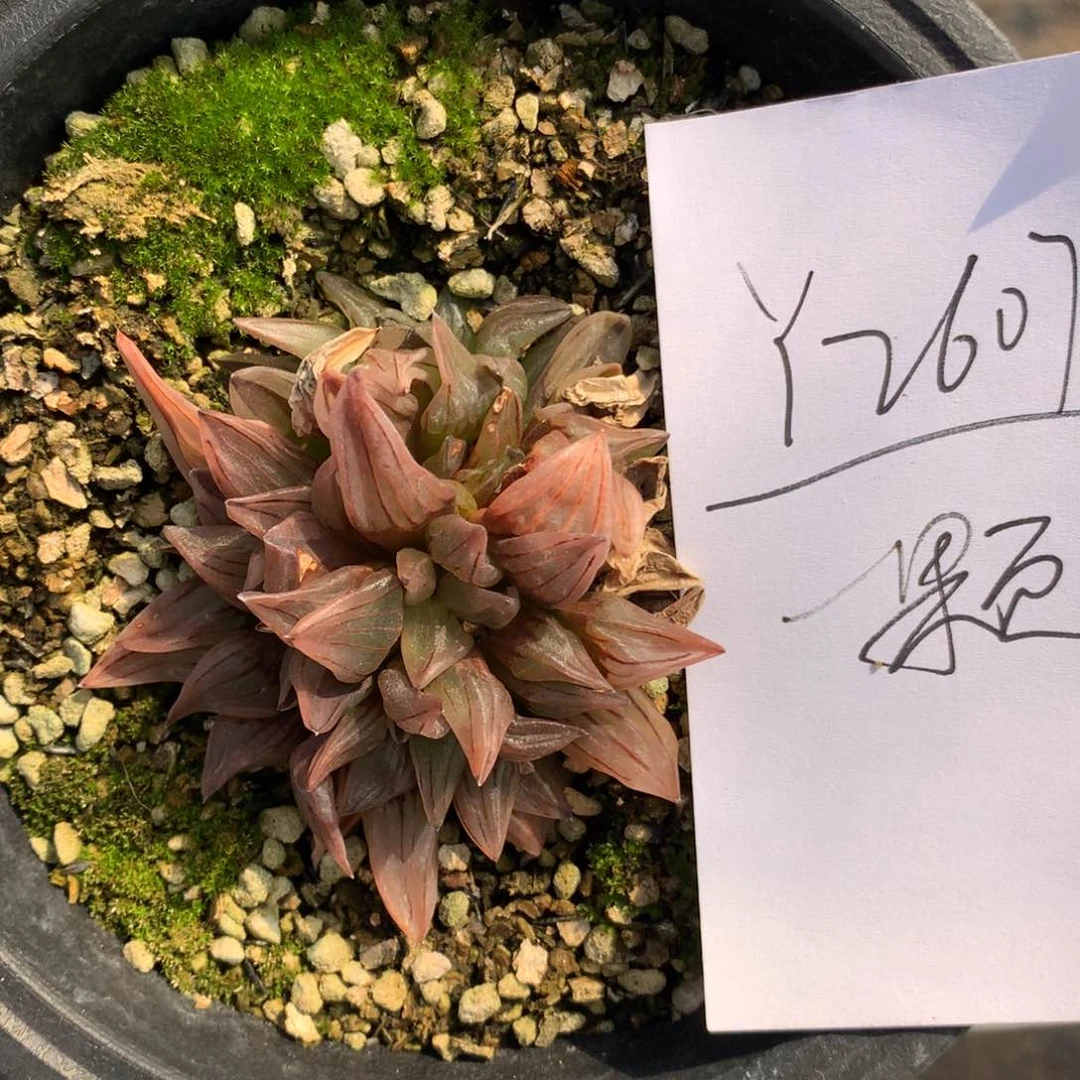 2607。 西瓜寿一颗福利