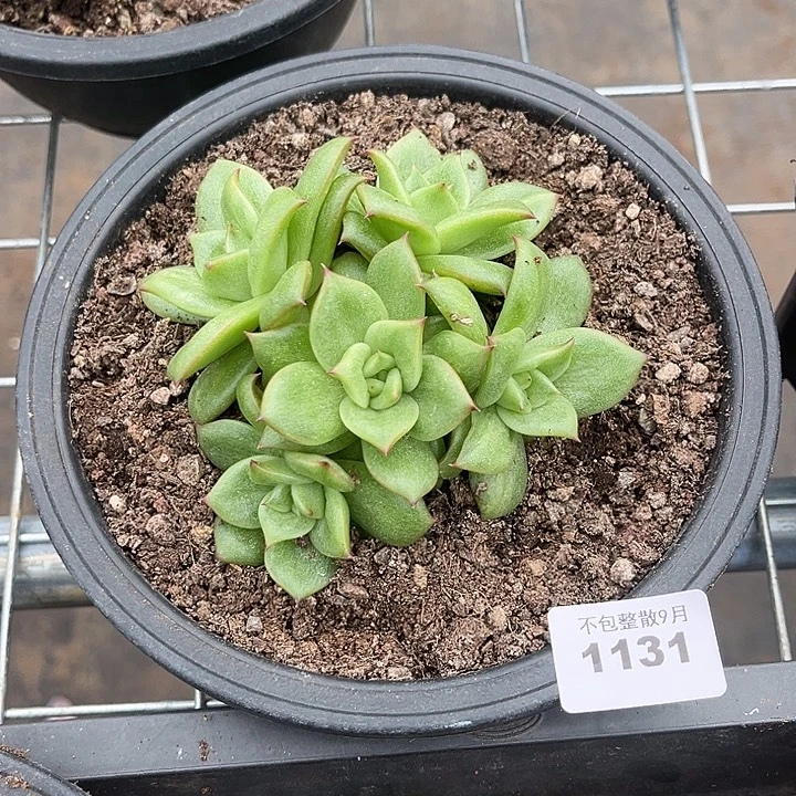 阿雅园艺。       1131玛丽亚