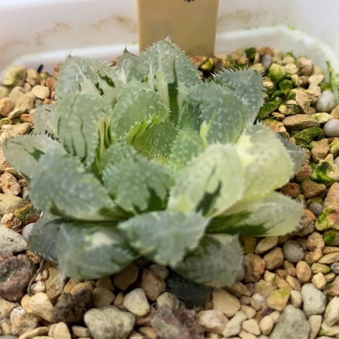 657玄冰玉露锦一物一拍