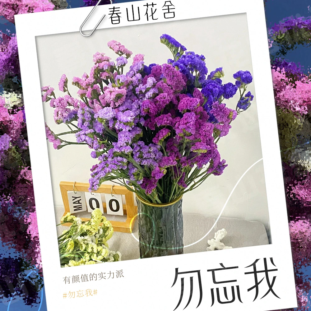 【勿忘我】干花花束丨云南直发拍两单发：顺丰或冷链（送货上门）