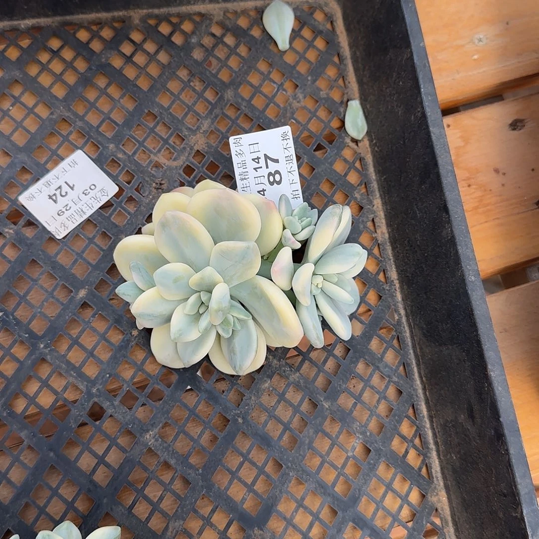 S****h0414-87洛神锦无根