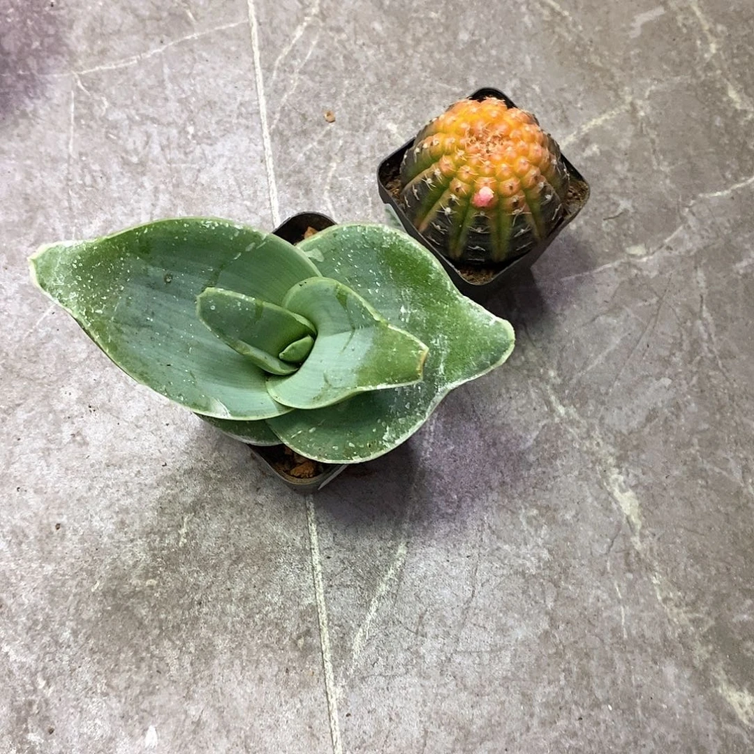 用***4一物一拍二棵仙人球
