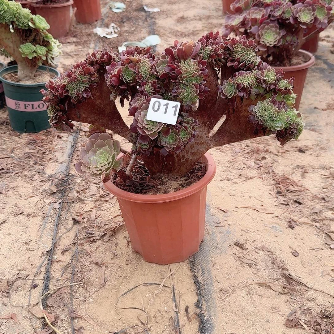 011欧紫朵朵一颗呀呀