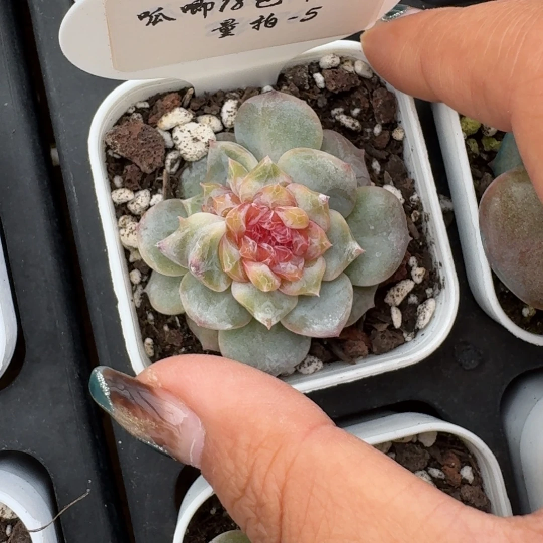 豆***1030-05-糖三角缀