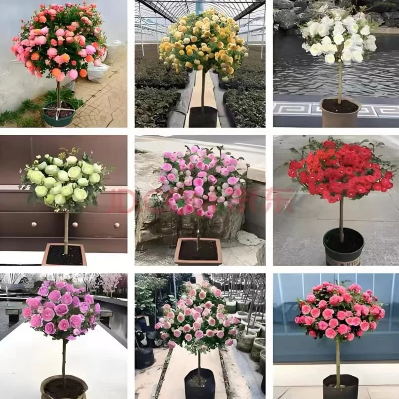 【多色棒棒糖】精品树桩月季花苗大花浓香地栽盆栽