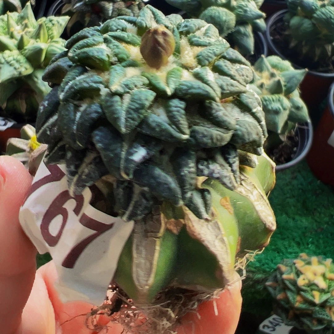 无花朵福利风车大尤姬牡丹767