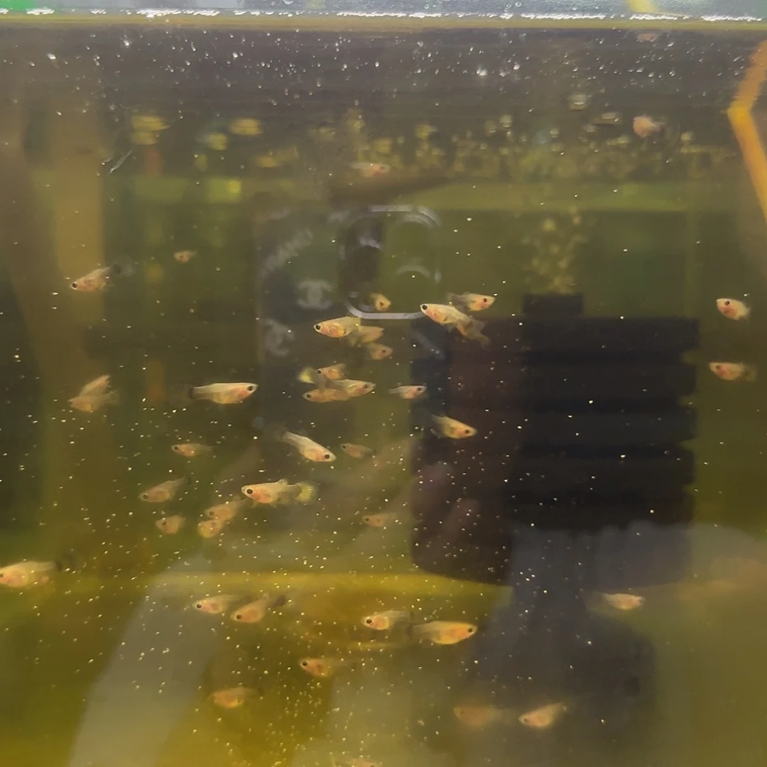 孔雀鱼A111福利玻璃猫苗15条随机