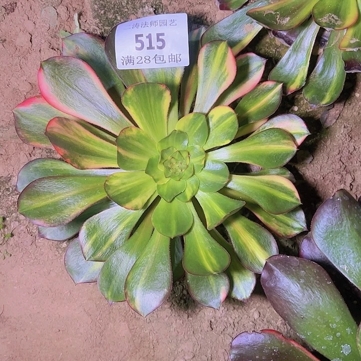 云*515无毒七彩多肉植物