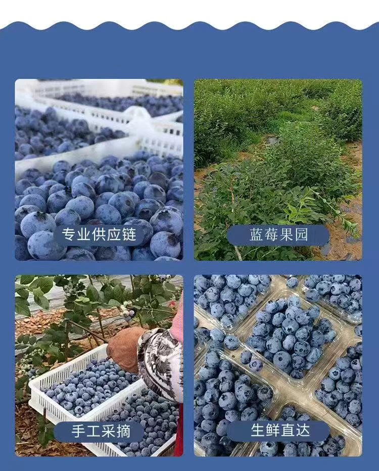 现货现发露天头茬脆甜坏果包赔优质蓝莓干无添加纯果实