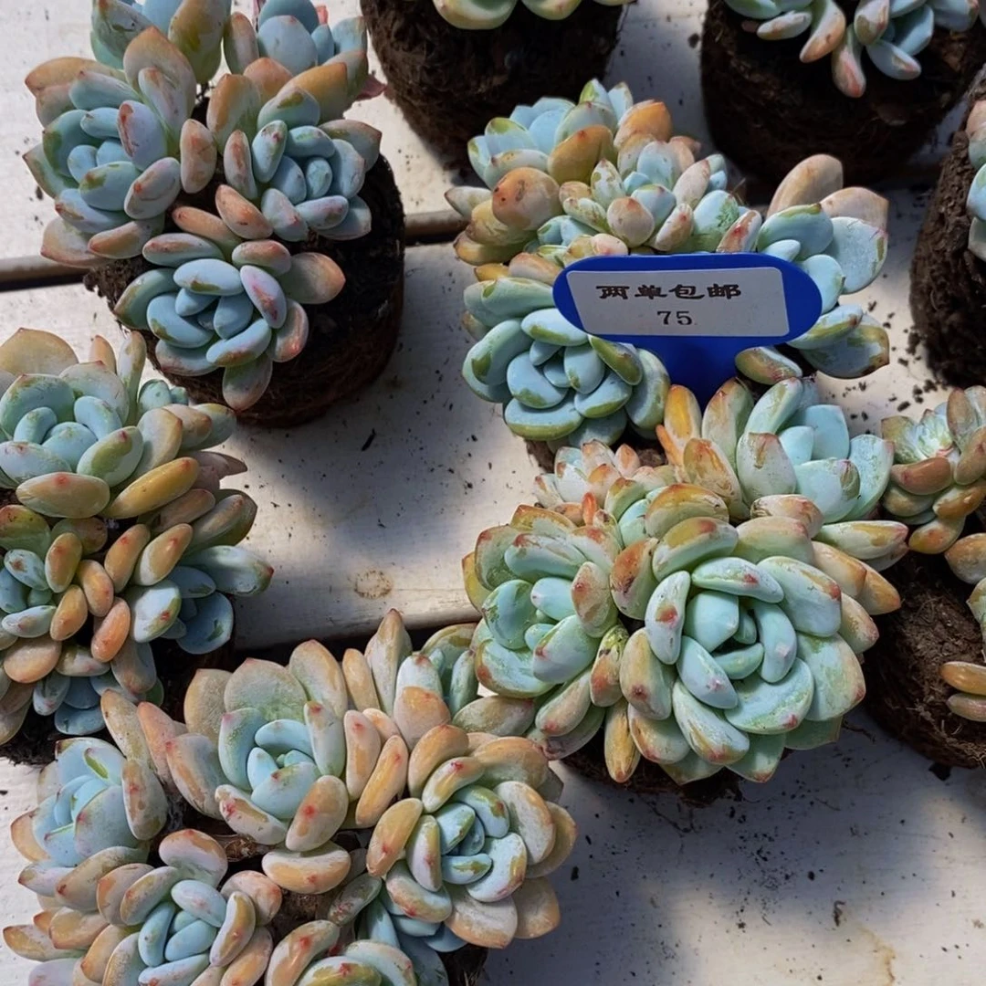 75-精品母本丸叶冷香群一个