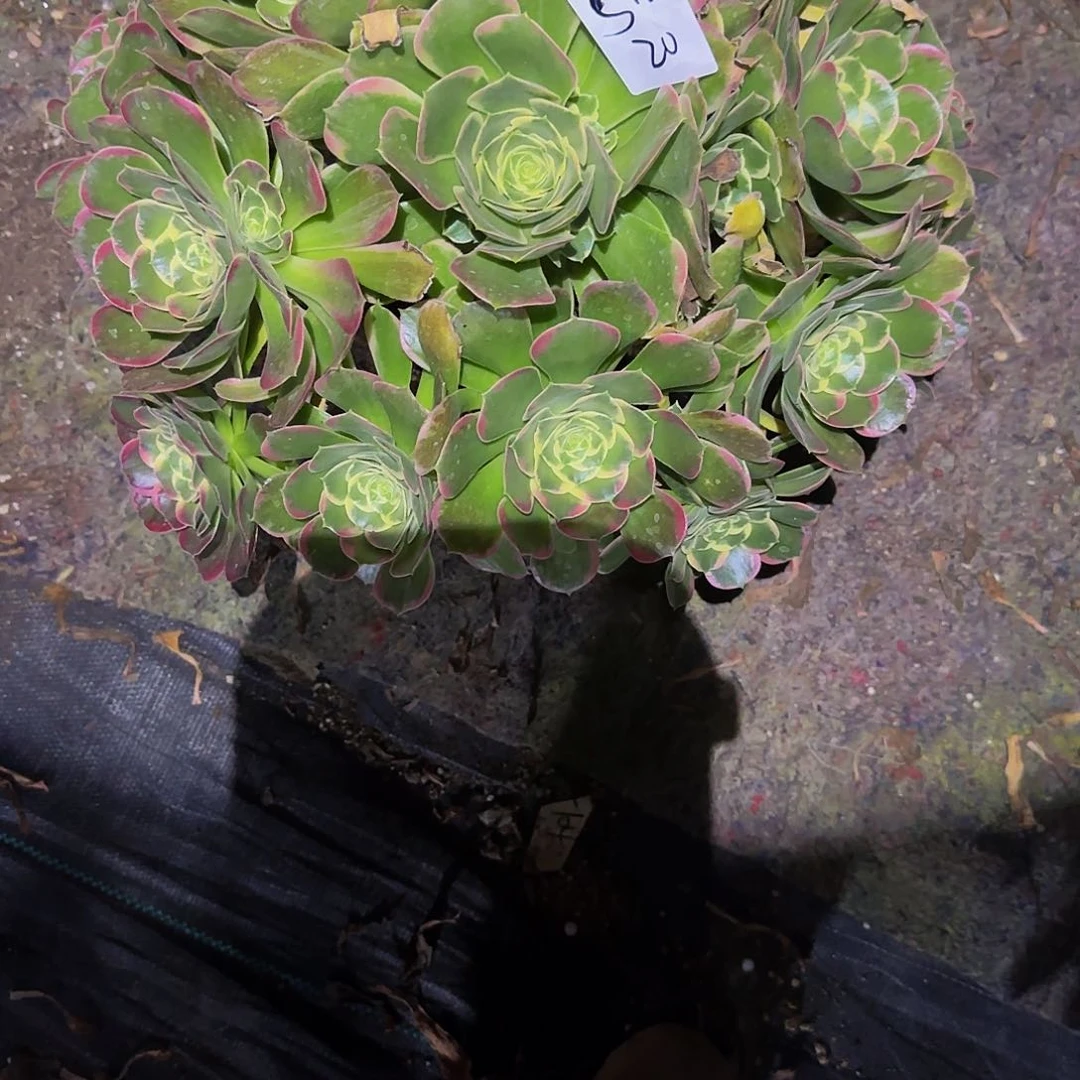 余****粉玲珑一物一拍清仓福利不包损，不退不换5483