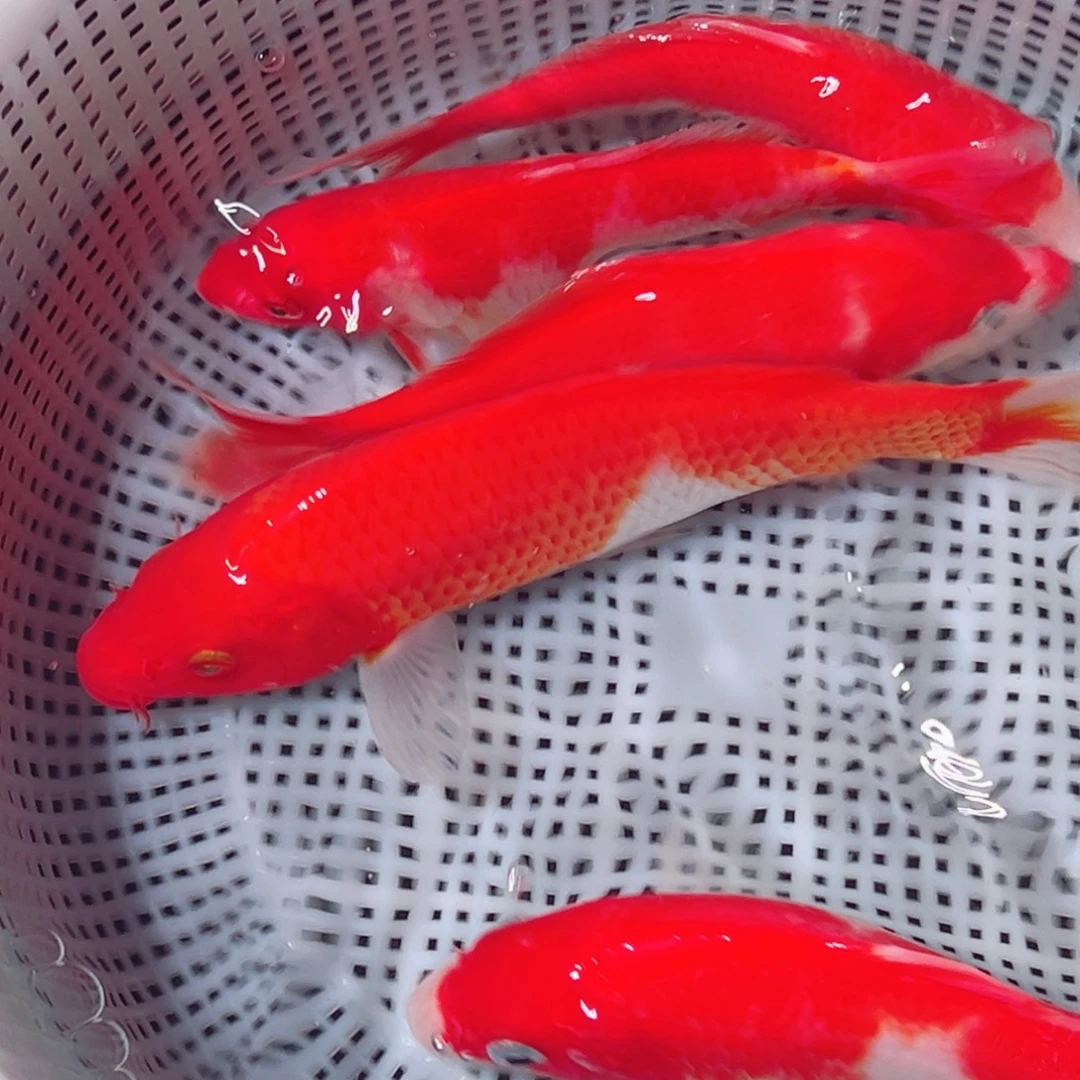 锦鲤锦鲤观赏鱼1111