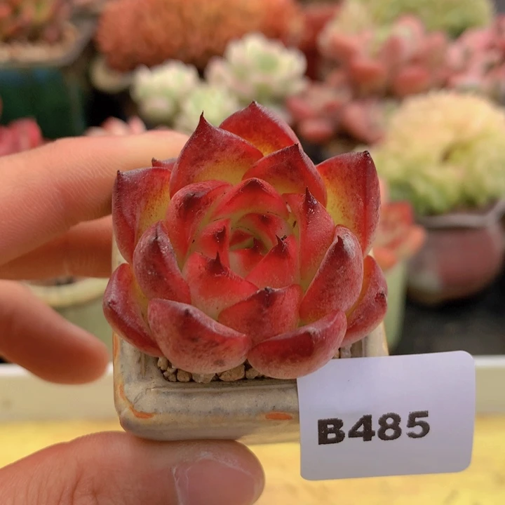 一物一拍满38包邮B485
