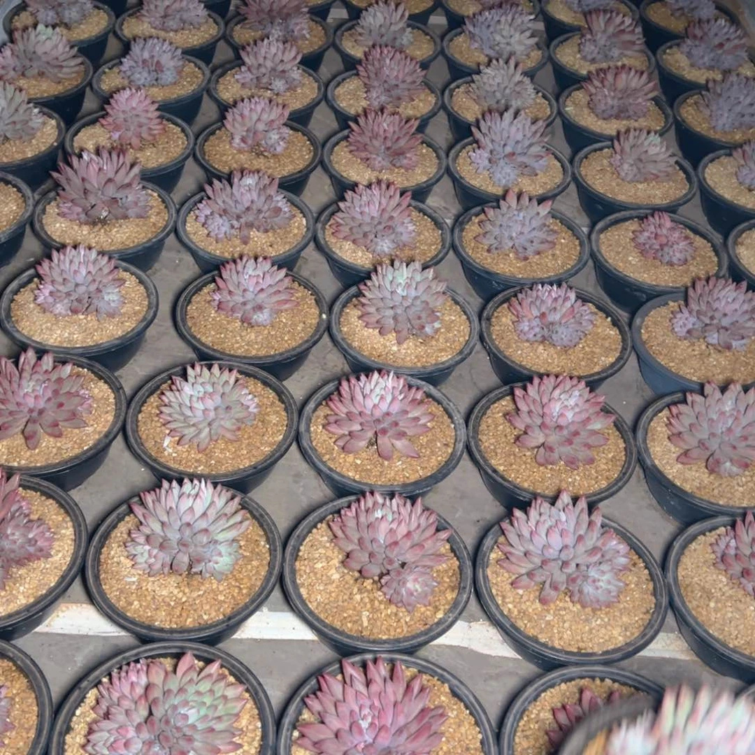 流沙鱼5头起寄养1-27号。