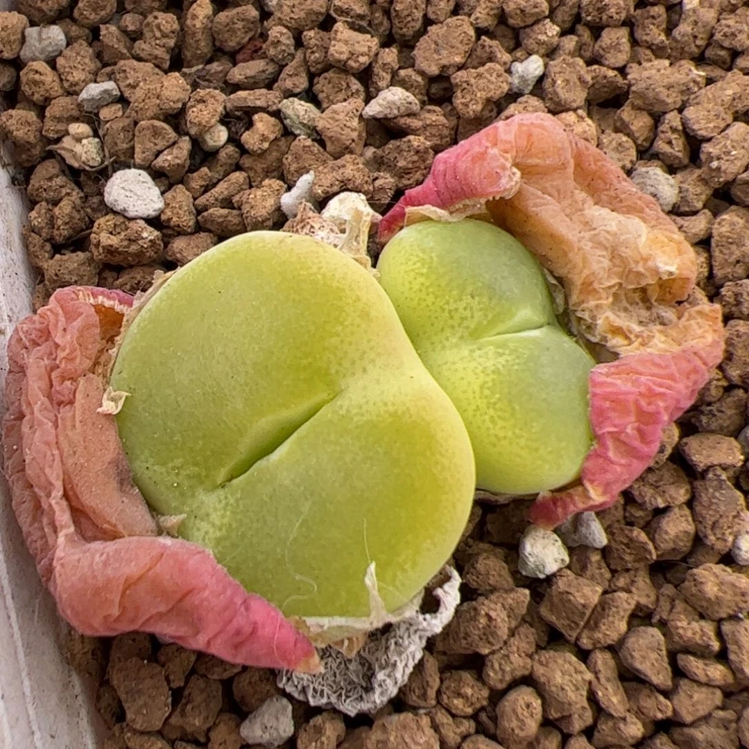 0716号翠光 多肉植物