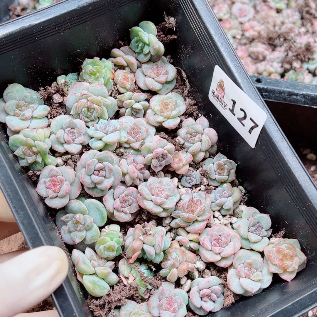 大***妮多肉植物多肉植物