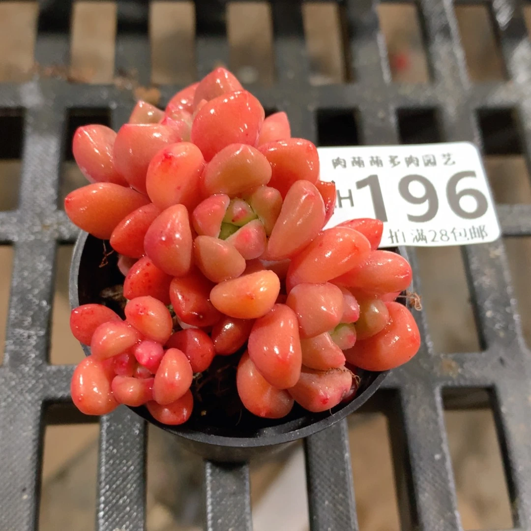 肉萌萌拇指盆精控多肉ZH196