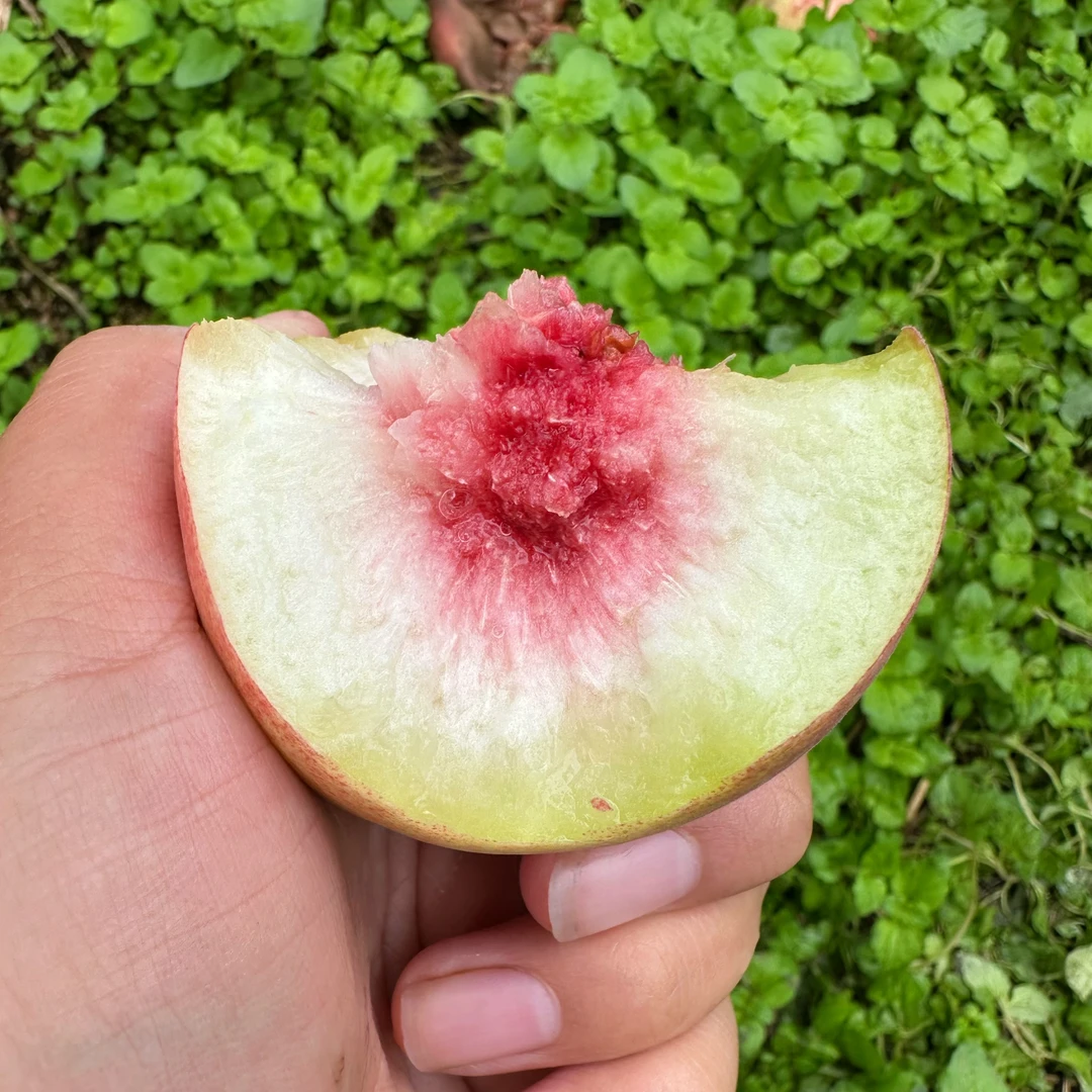 【顺丰包邮】天宝山珍珠冬桃蜜桃新鲜多汁脆甜核小产地直发水果