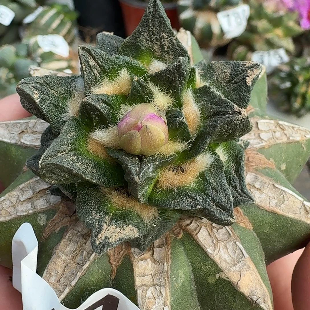 无花朵纯种龙角牡丹141