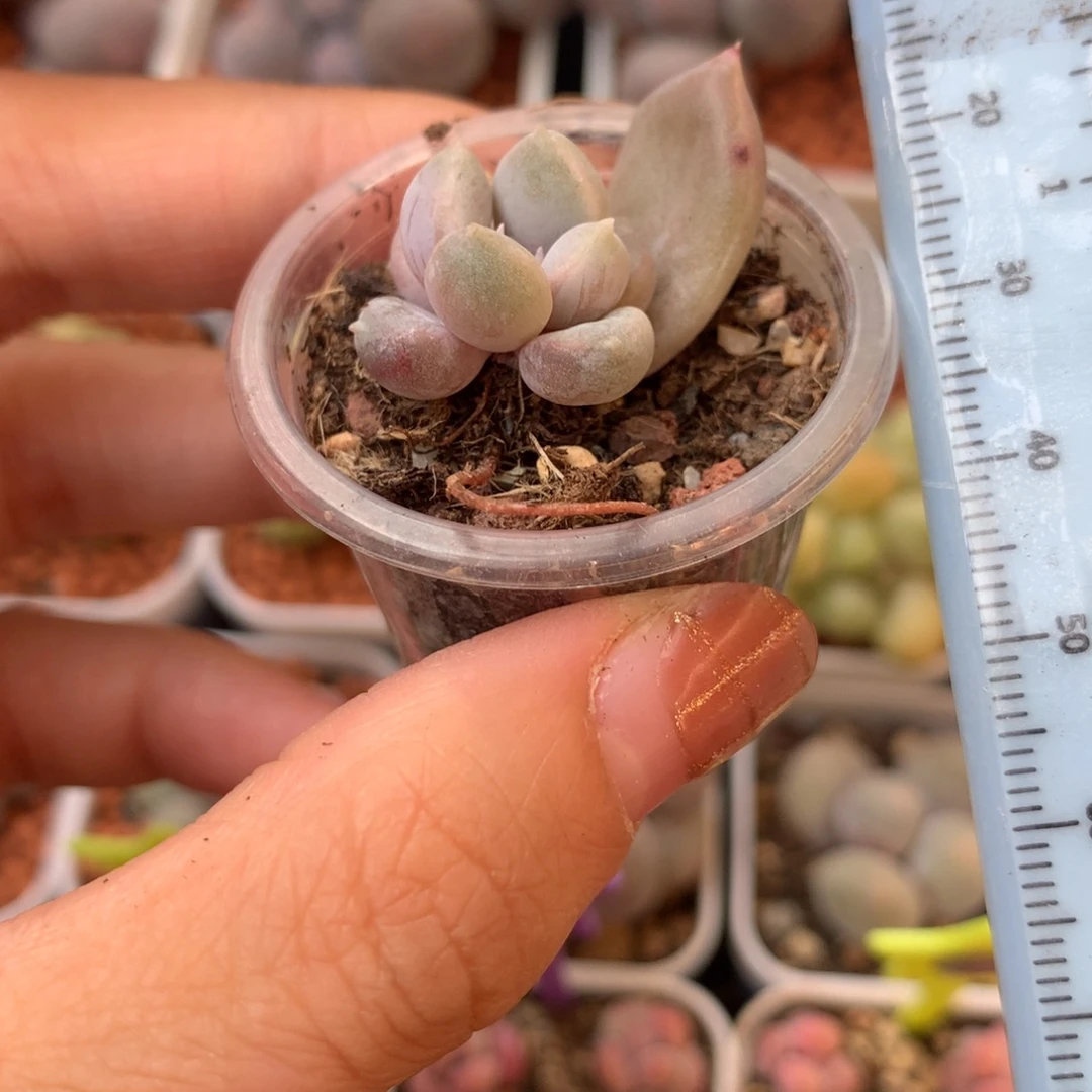 奶油尖尖 不凑满28元发一片叶 不售后 到付