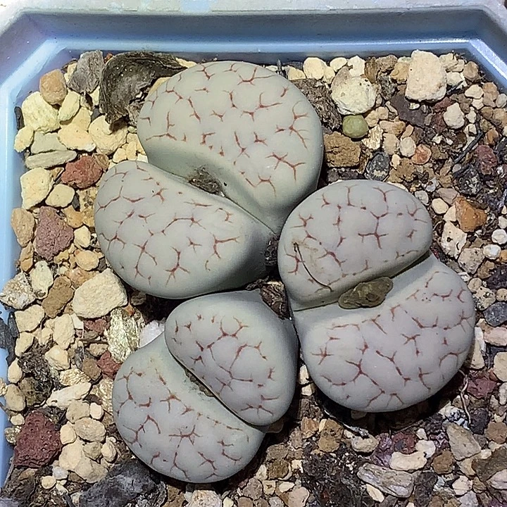 精品多肉植物精品多肉