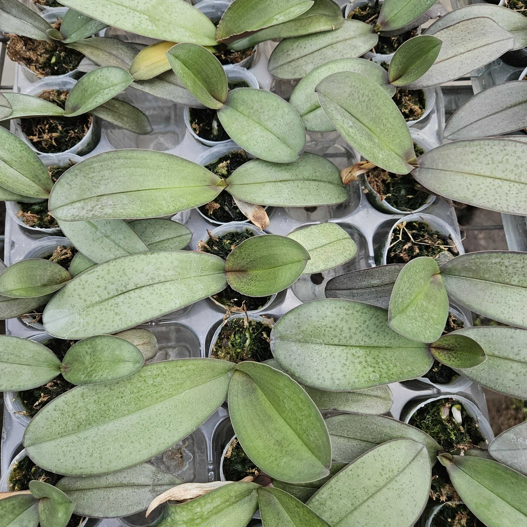 1.7寸 欧品阿尔提亚 蝴蝶兰无花无梗