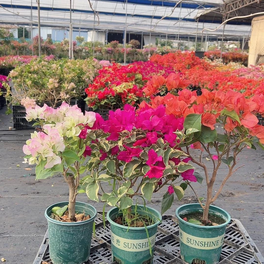 大部分花苞少量开放绿樱，金边蓝月亮，夕阳红组合