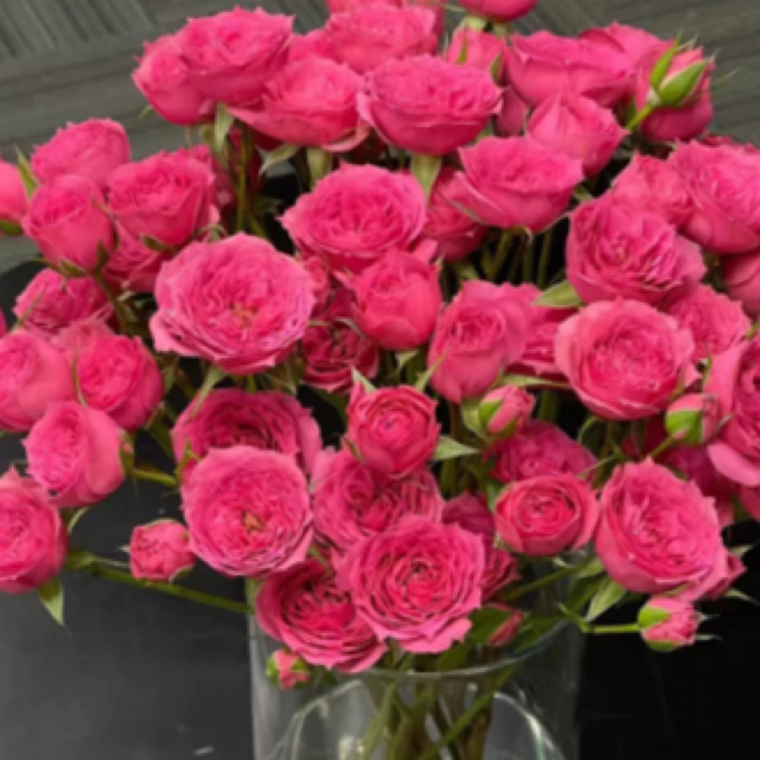 苏菲宝贝多头玫瑰（家庭瓶插花）