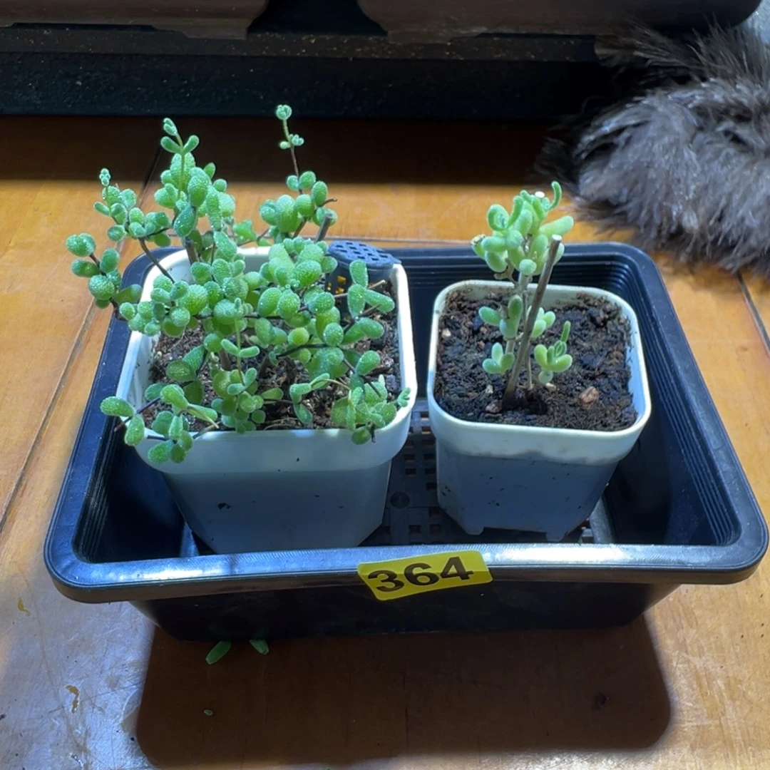 枝干番杏多肉植物364