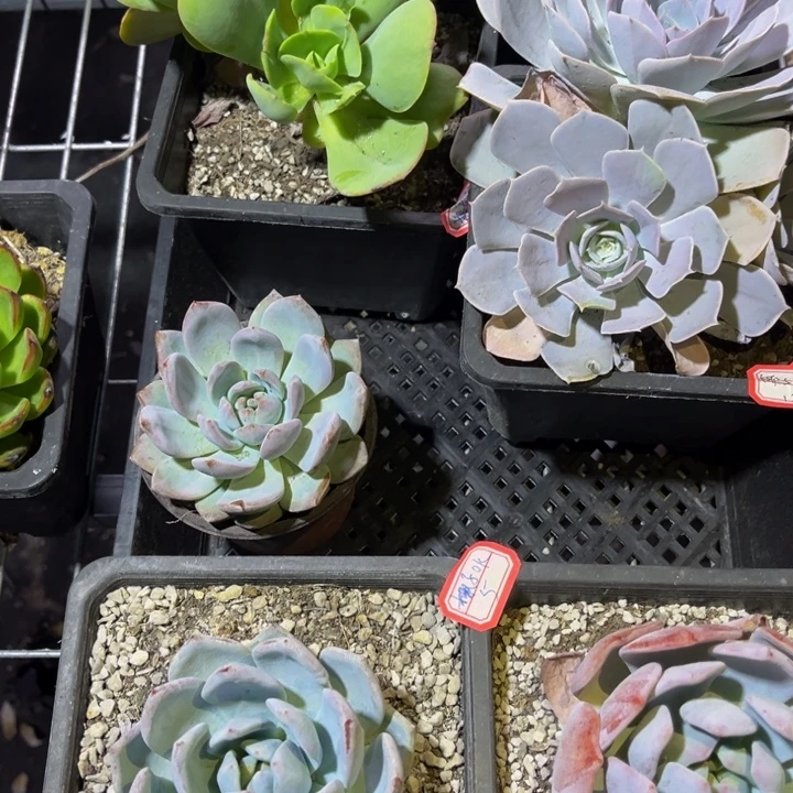 ****K雪橙嫦娥圣卡碧桃白莲