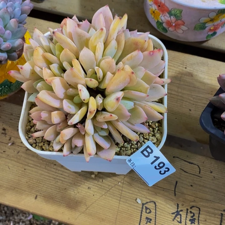 安***昵我要的东西不在那