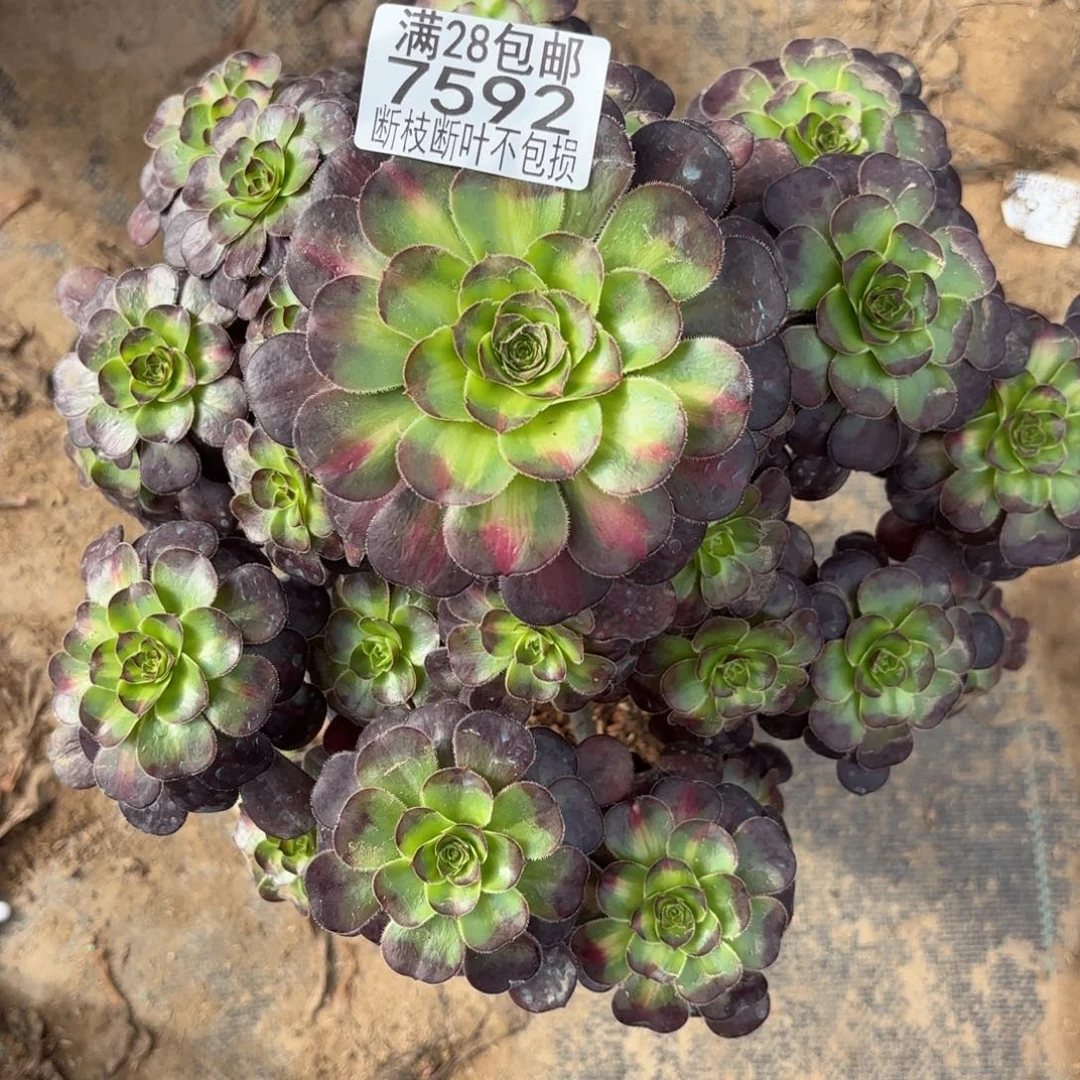 冰淇淋中班多肉植物11-7592