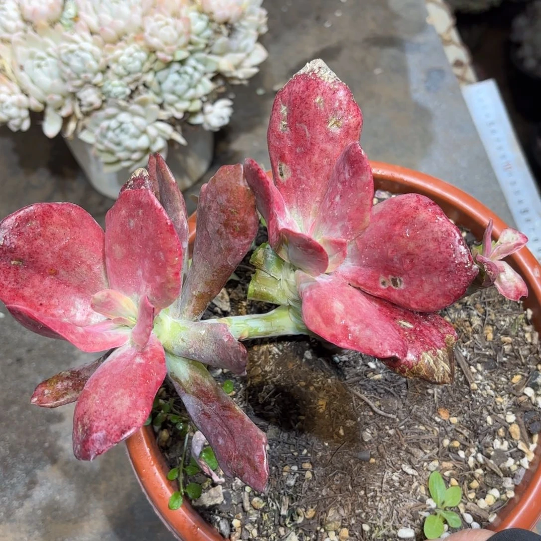 同温层多肉钻石锦329