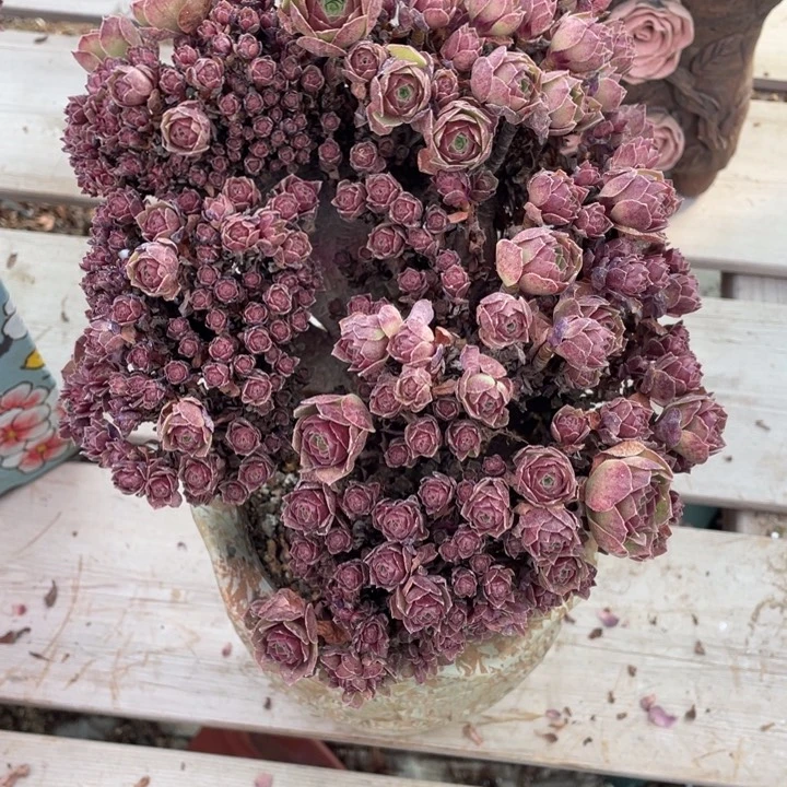 多肉的大肉都要长胖一点