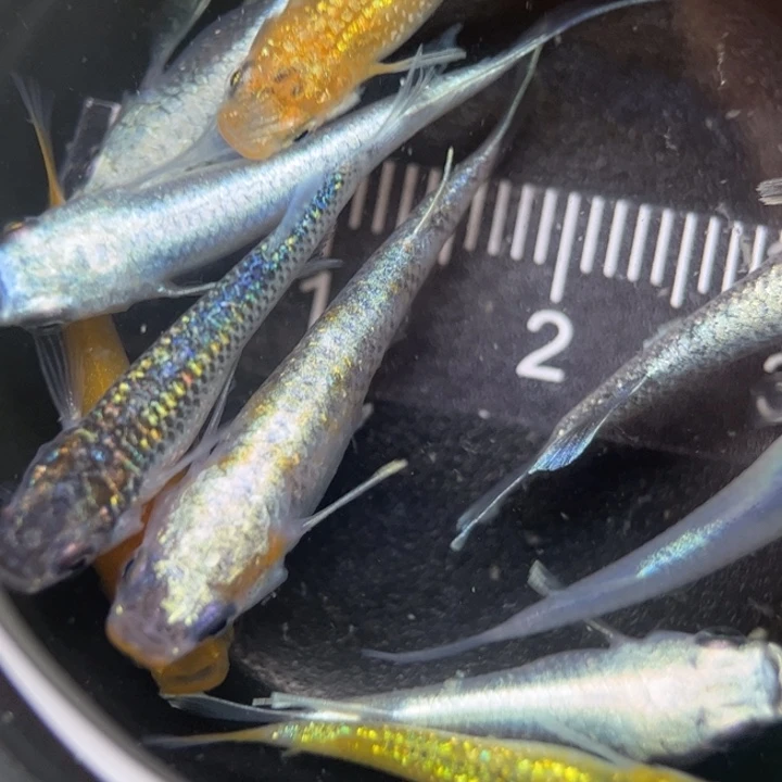 海水鱼混搭组合20号
